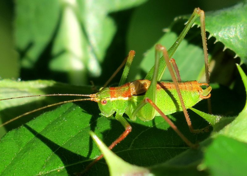 tettigonidae: Leptophyes opunctatissima?